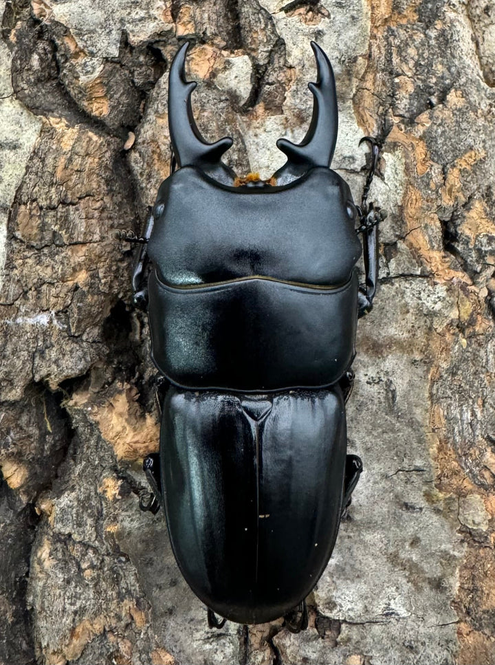 【WF2】《ハンスヒラタ 55mm ペア》