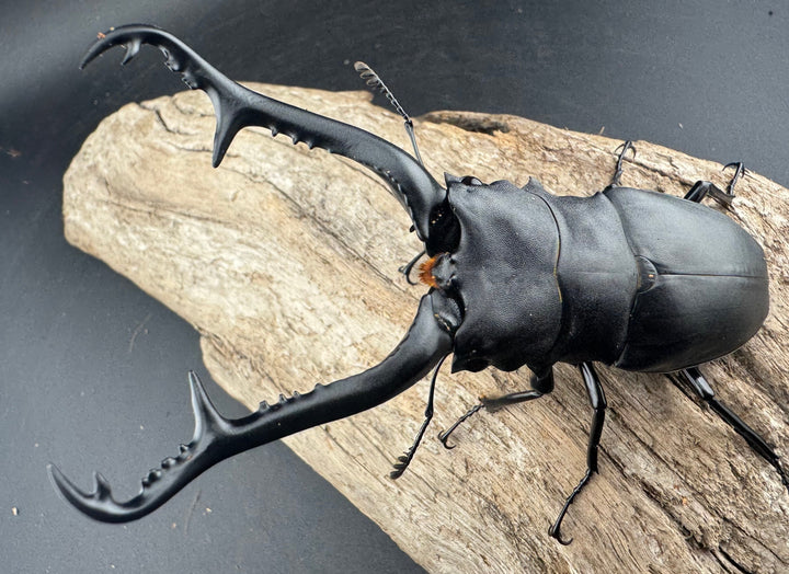 【WD】大型《 ギラファノコギリ亜種ケイスケ 106.5mm ペア》