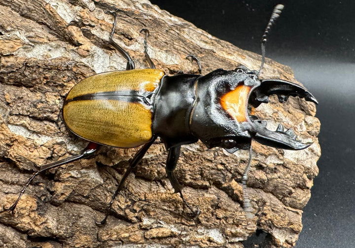 【WD】《ラコダールツヤクワガタ アチェ産 60mm ペア》