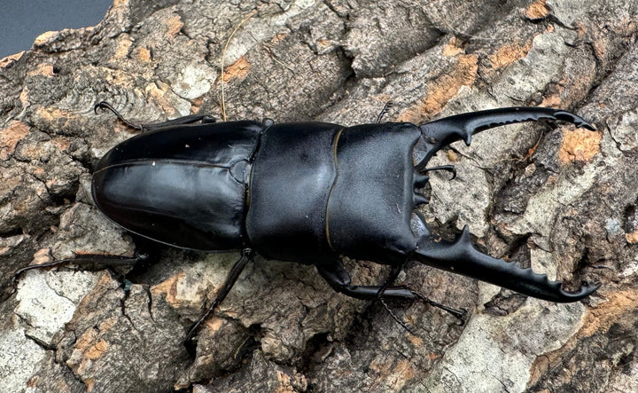 特別特価!!《ツシマヒラタクワガタ 70-77mm ペア》