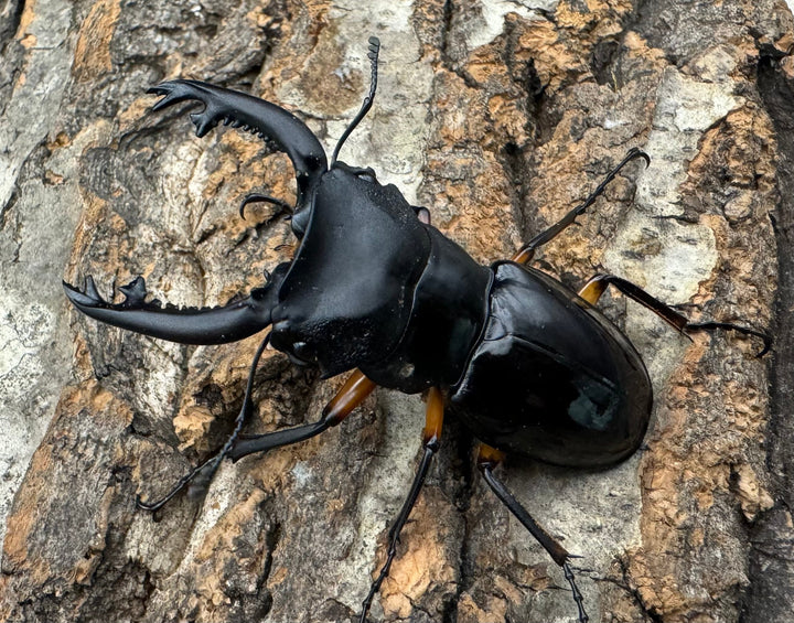 【WD】新産地《インペリアリスツヤ亜種komorii ロハス産 62.5mm ペア》