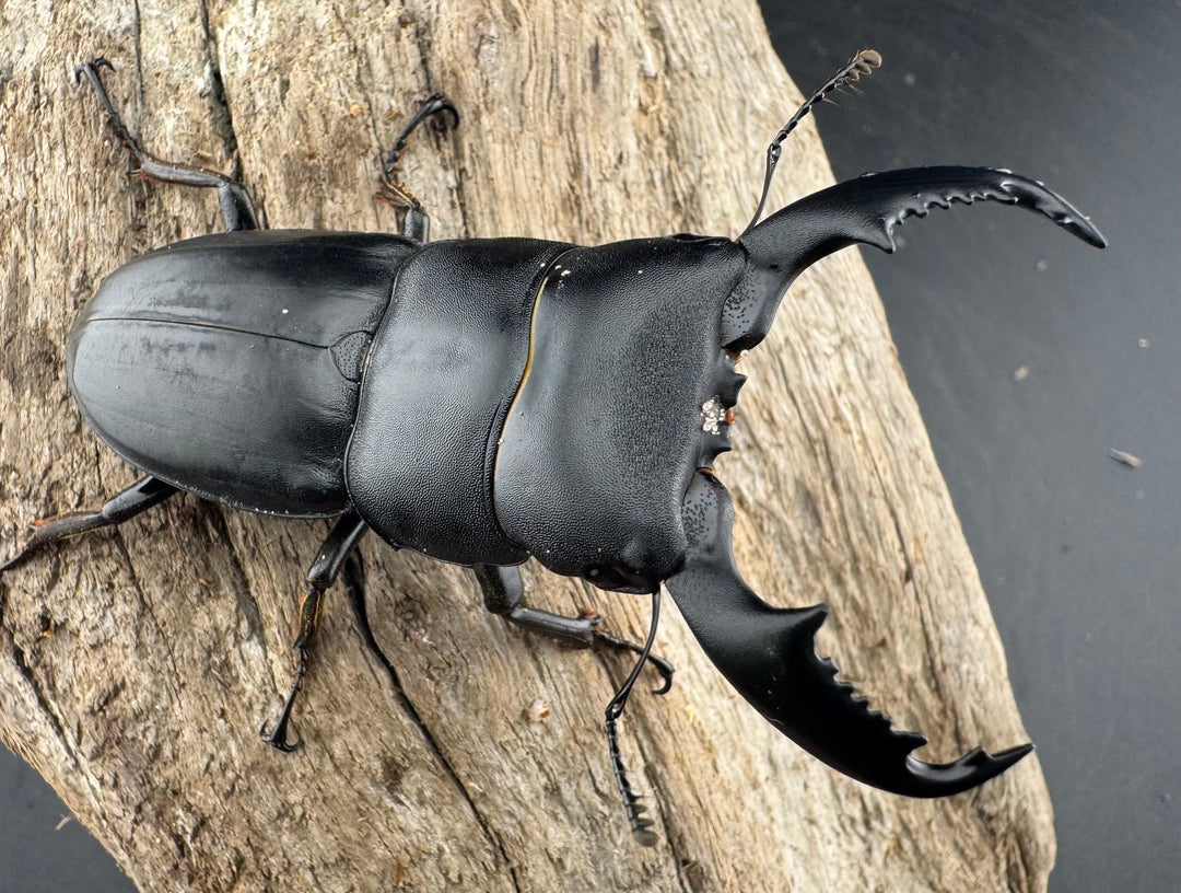 【WD】《カシブヒラタクワガタ 70.5mm ペア》