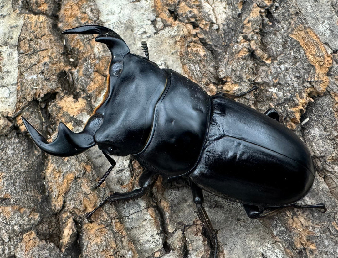 《マレーアンタエウス ゲンティンハイランド産 61mm ペア》