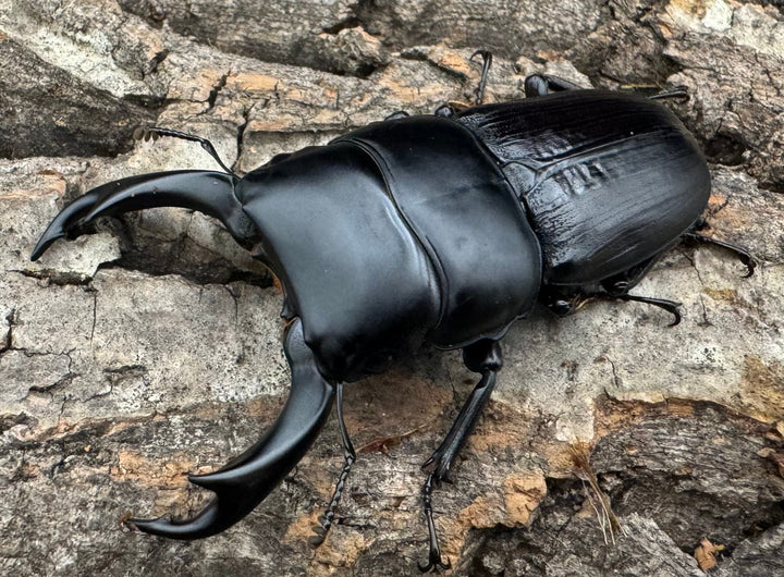 【WD】《ミンダナオパリーオオクワ  65mm ペア》