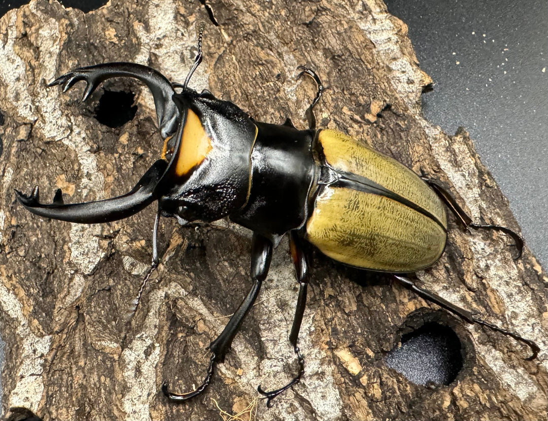 【WD】《ラコダールツヤクワガタ 76mm ペア》