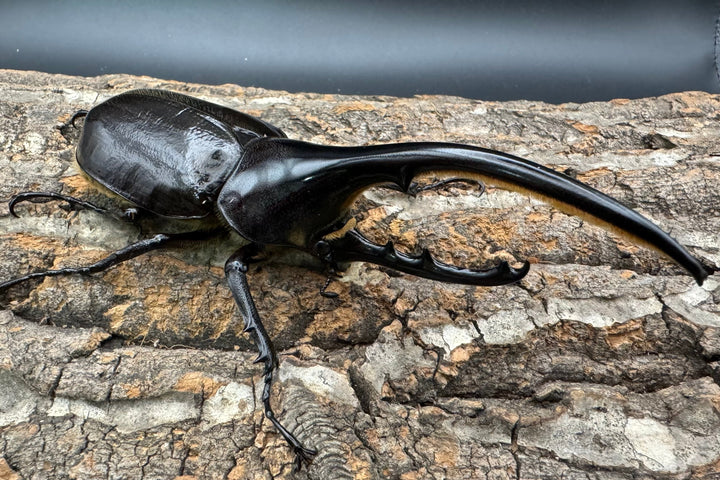 《ヘラクレス・ヘラクレス 128mm ペア》