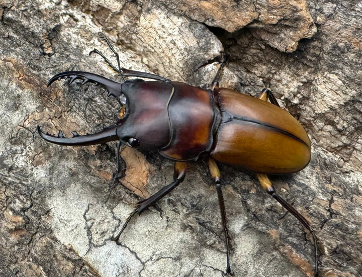 【WF1】《ブルイジンノコギリ タリアブ島産 38mm ペア》Moro氏ブリード個体