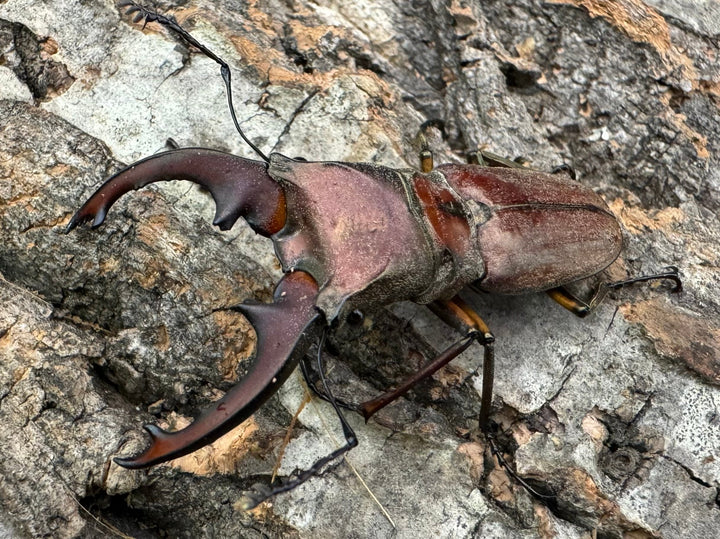 【WD】《ズベールホソアカ イロコスノルテ産 50mm ペア》