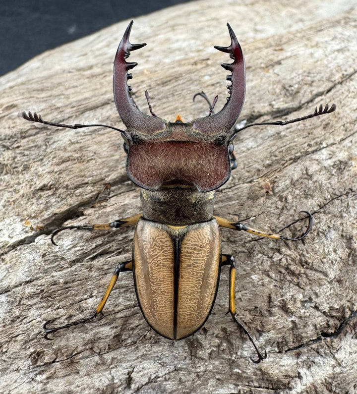 【WD】《デラバイミヤマクワガタ 43.5mm ペア》