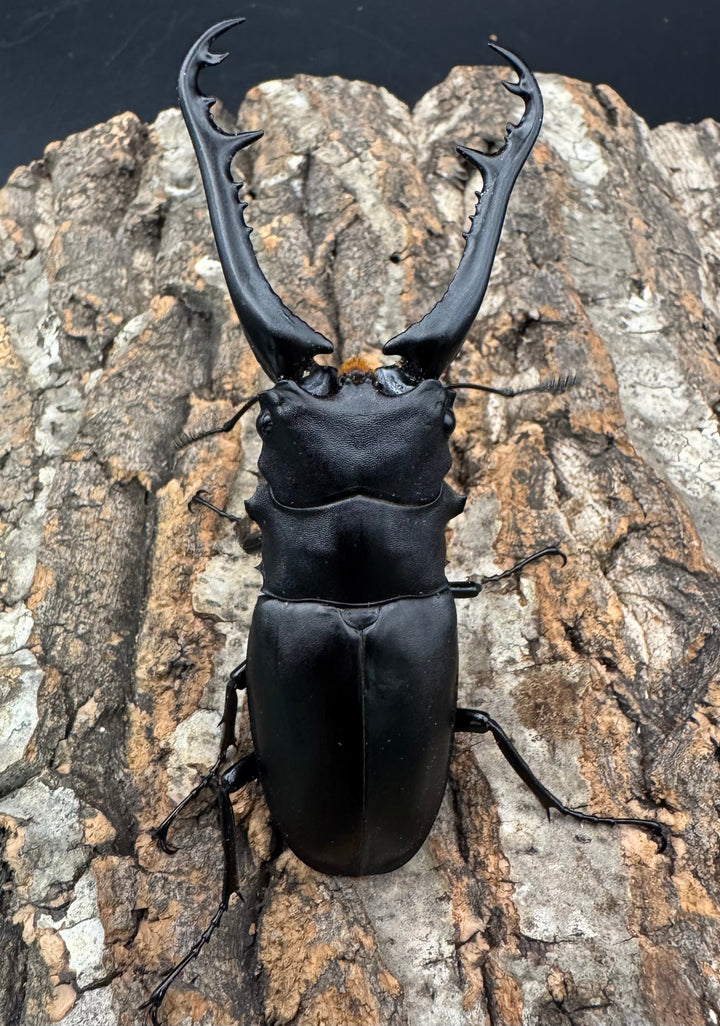 《ギラファノコギリ亜種ケイスケ 96mm ペア》