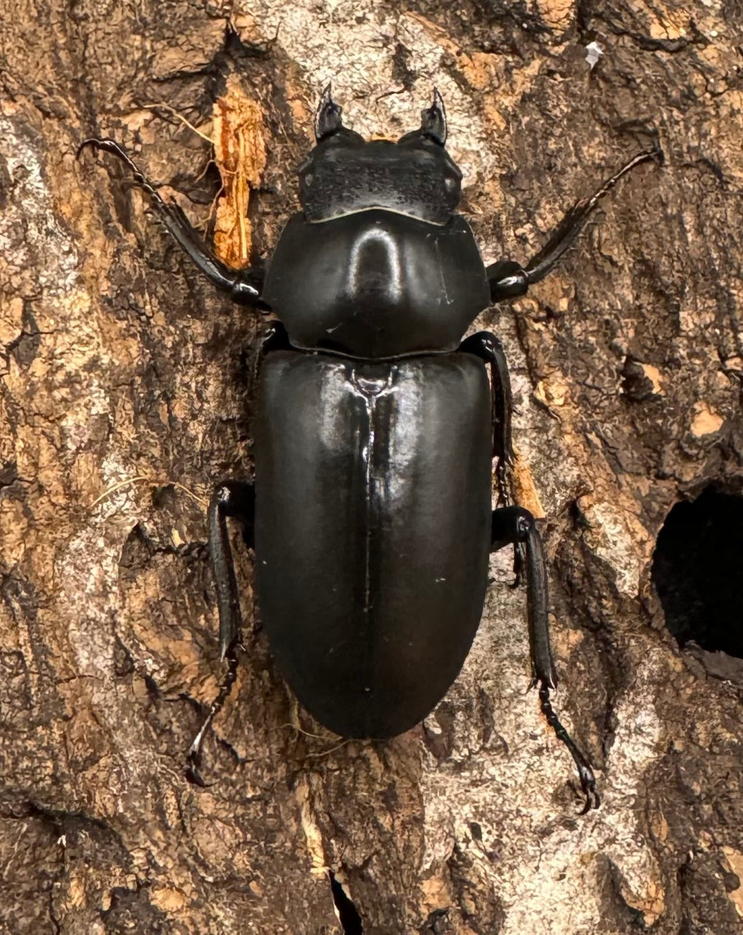 【WD】《ブラナウンコクワ 碧羅雪山産 64mm ペア》