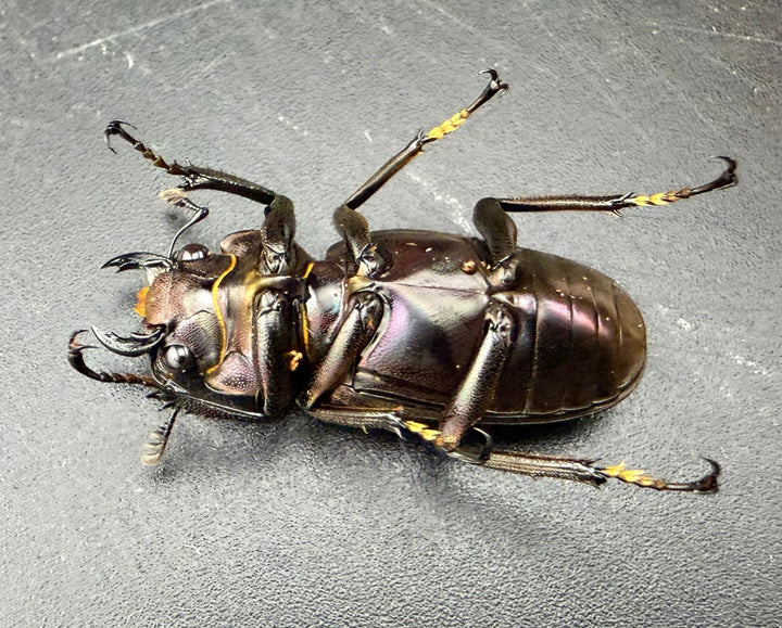 メタリフェルホソアカ亜種finae 76mm ペア》