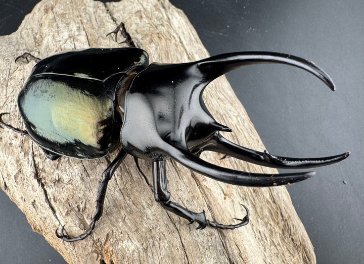 【WD】《スマトラコーカサスオオカブト 92mm B品ペア》