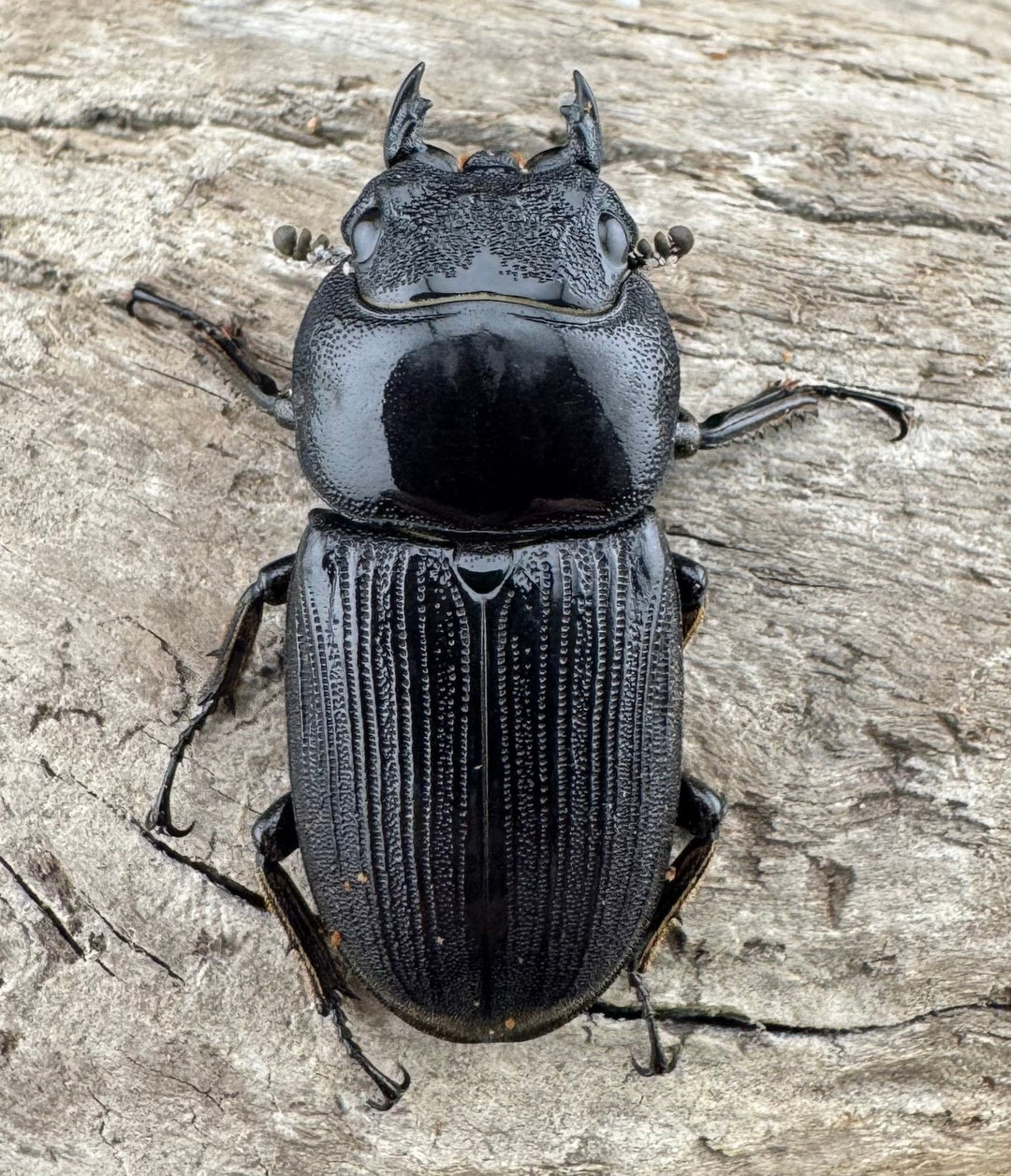 【WD】《ミンダナオパリーオオクワ キダパワン産 70mm ペア》