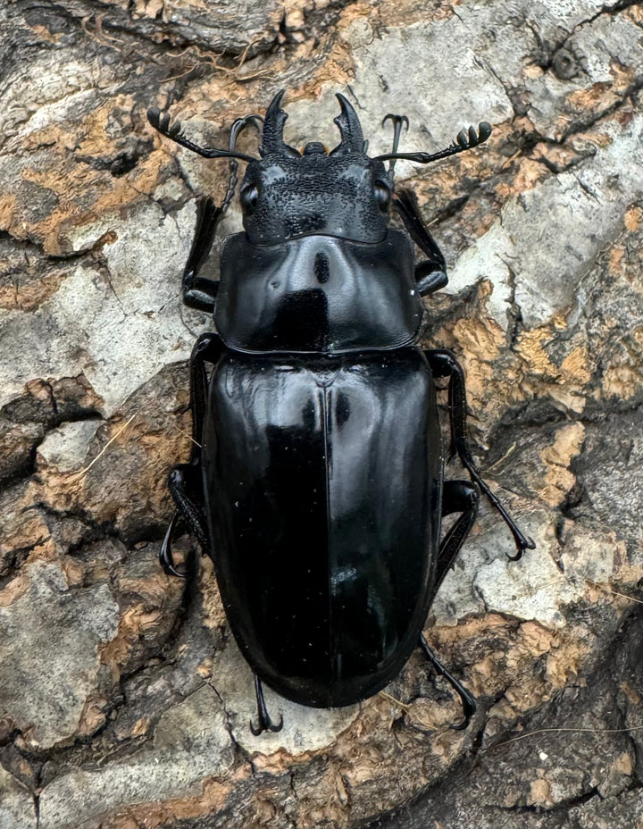 【WD】《ギラファノコギリ亜種ダイスケ ネグロス島産 91mm ペア》