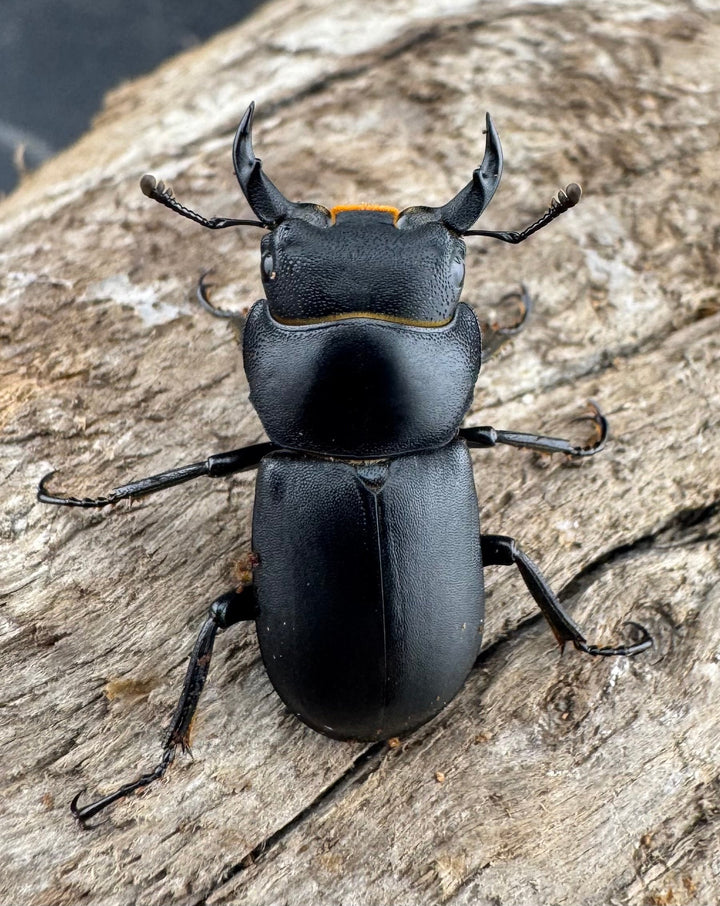 【WD】《ダビディスコクワガタ 25mm ペア》