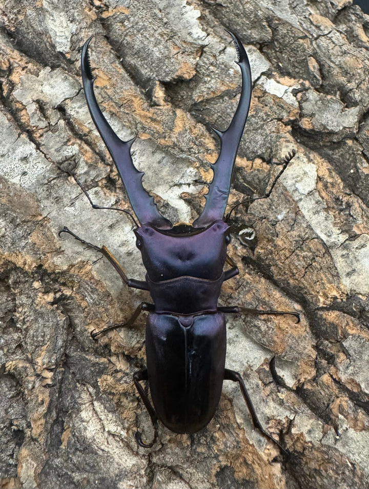 【美麗】《メタリフェルホソアカ 75mm ペア》わたくわ氏ブリード個体