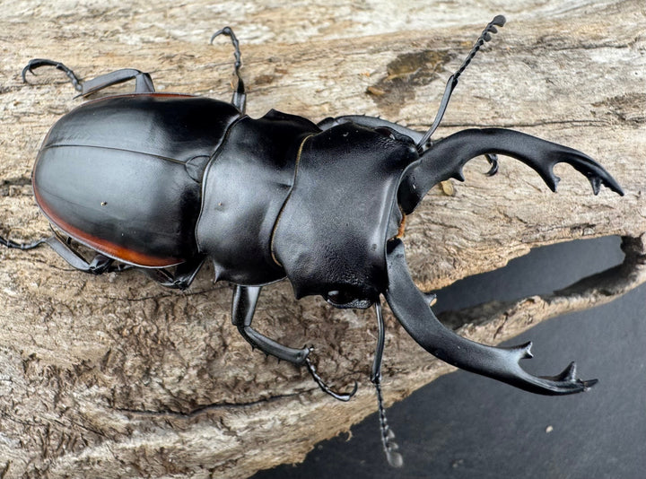 【WD】《クベラツヤクワガタ亜種sinensis 浙江省産 72mm ペア》