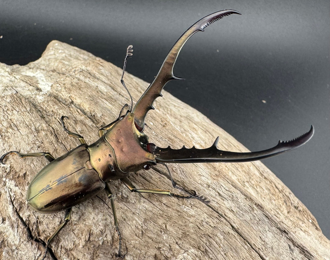 【WD】《メタリフェルホソアカ亜種finae 70mm ペア》