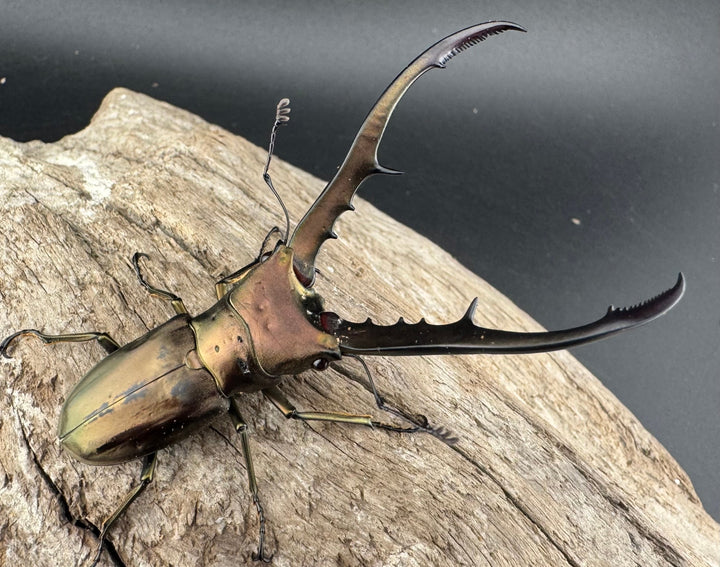 【WD】《メタリフェルホソアカ亜種finae 70mm ペア》