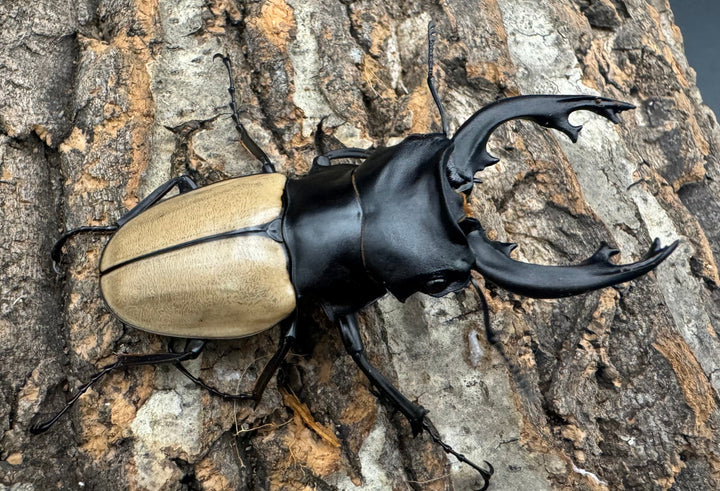 【WD】《モウホツヤクワガタ亜種エレガンス 72mm ペア》