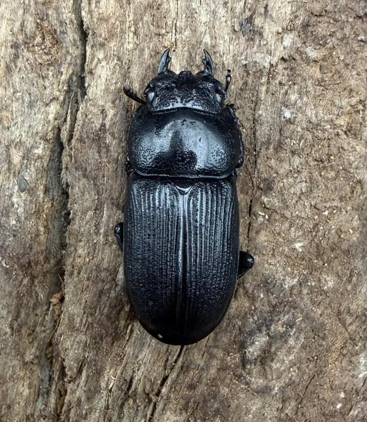 【WD】《ハンステインヒラタ原名亜種 パダン産 47mm ペア》