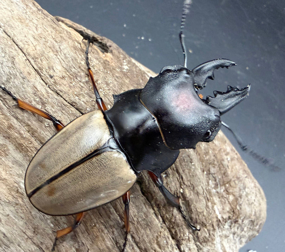 【WD】《フェモラリスツヤ亜種waterstradit 67mm ペア》