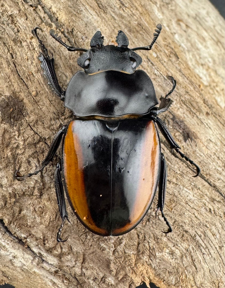 【WD】《ガゼラツヤクワガタ原名亜種 64.5mm ペア》