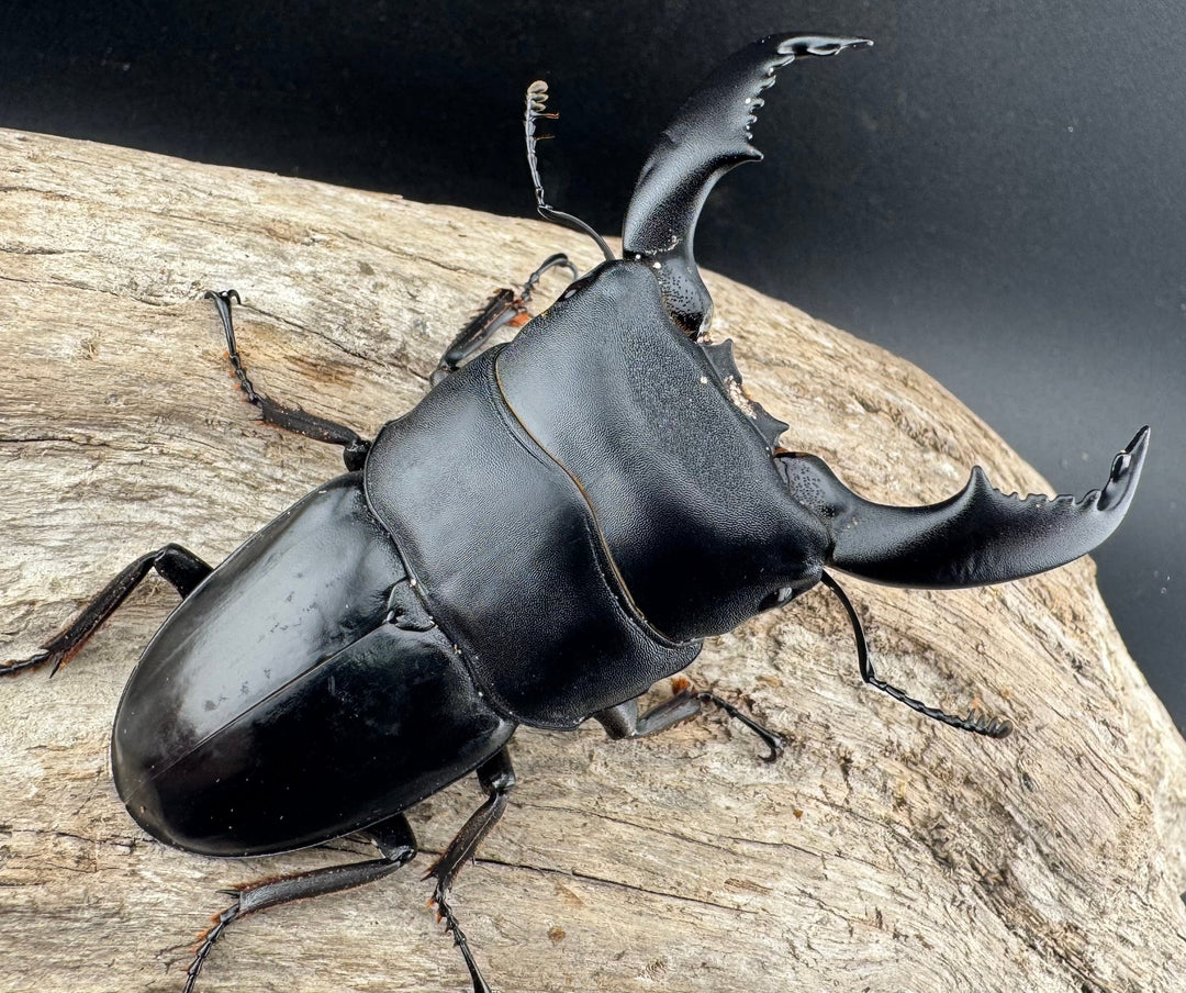 【WD】《スマトラオオヒラタ ベンクール産 84.5mm ペア》