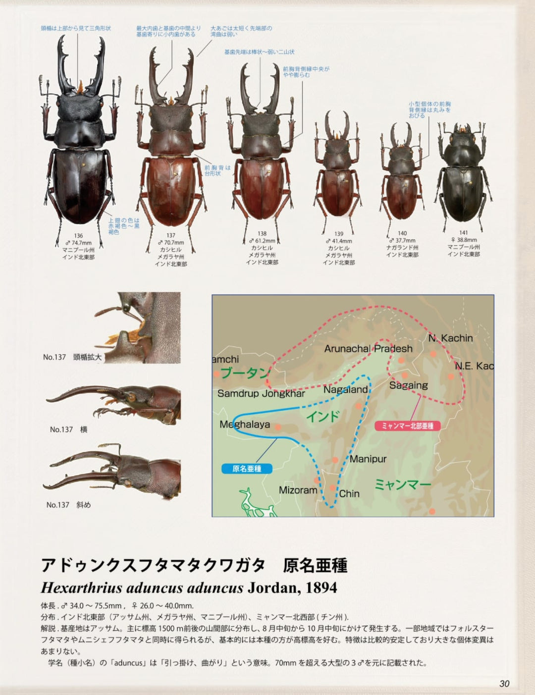 【WD】超貴重種《アドゥンクスフタマタミャンマー北部亜種 39mm ♂♀♀トリオ》