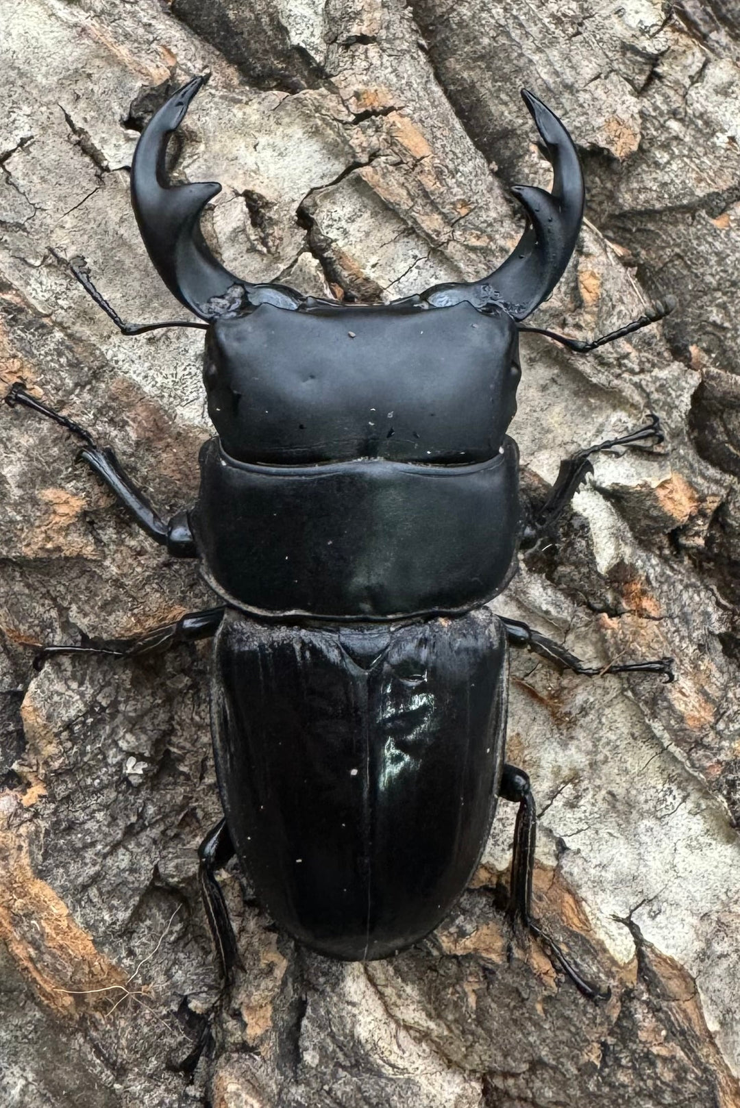 【WD】《ジャワパリーオオクワ 70mm ペア》