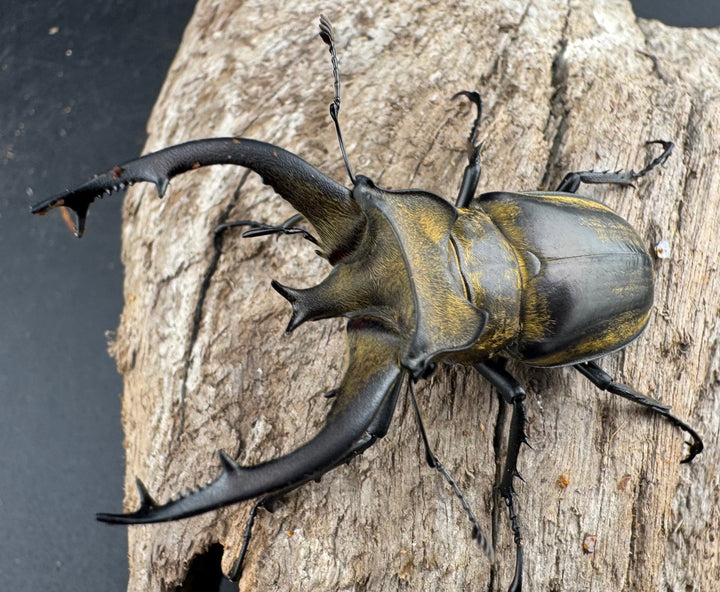 【WD】《フルキフェルミヤマ 61mm ペア》