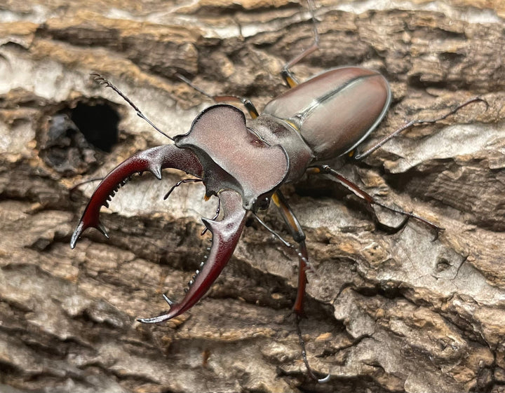 【WD】《ヒメミヤマクワガタ大陸亜種continentalis 49mm ペア》