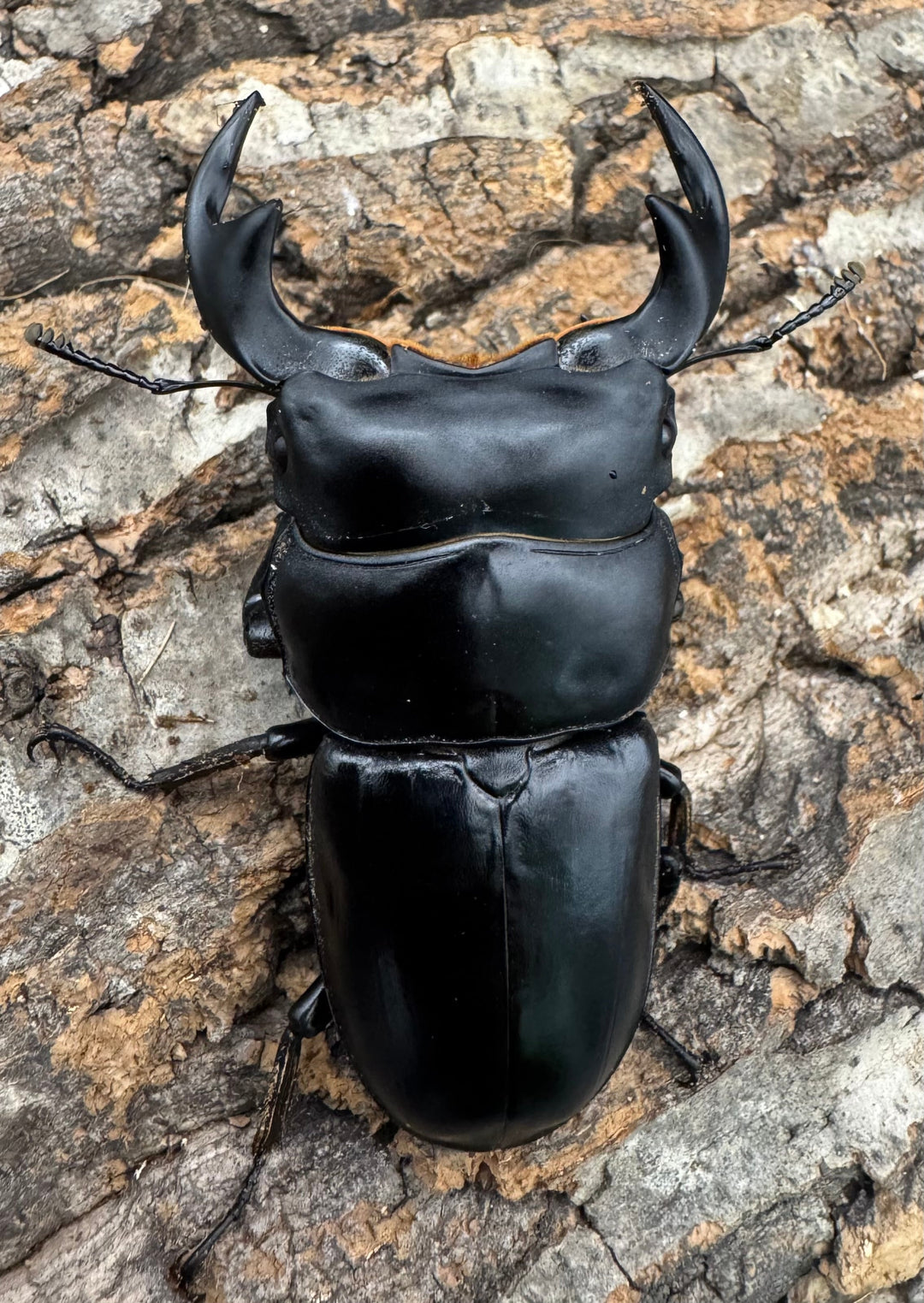 【WF1】《マレーアンタエウス ケランタン産 73mm ペア》