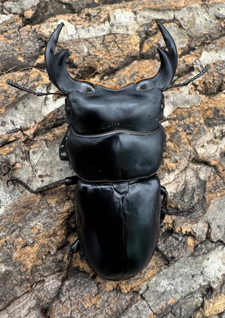 【WF1】《マレーアンタエウス ケランタン産 73mm ペア》