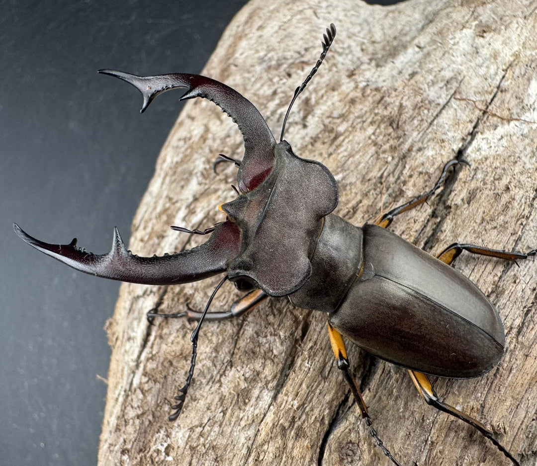 【WD】大型《フォントミヤマクワガタ 61mm ペア》①