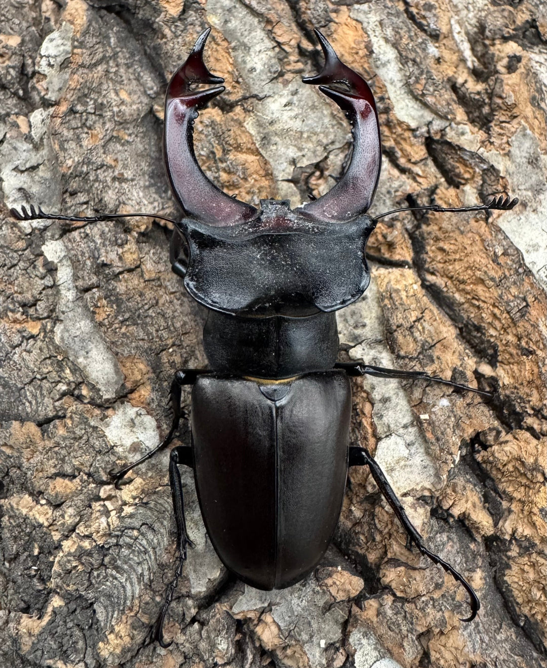 《ヨーロッパミヤマ（ケルブスミヤマ） 73mm ペア》