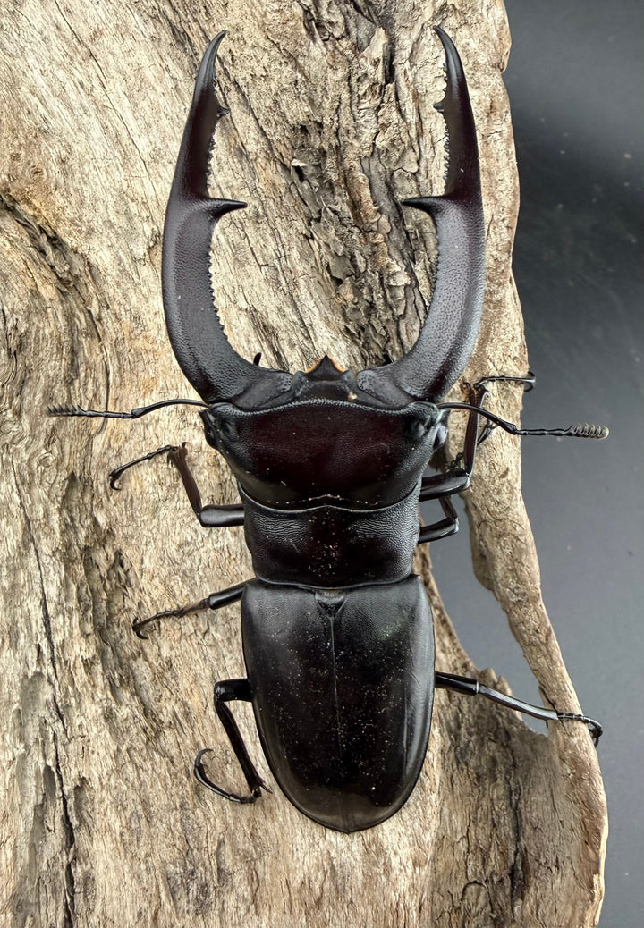 【WD】《マンディブラリスフタマタ 98mm ペア》