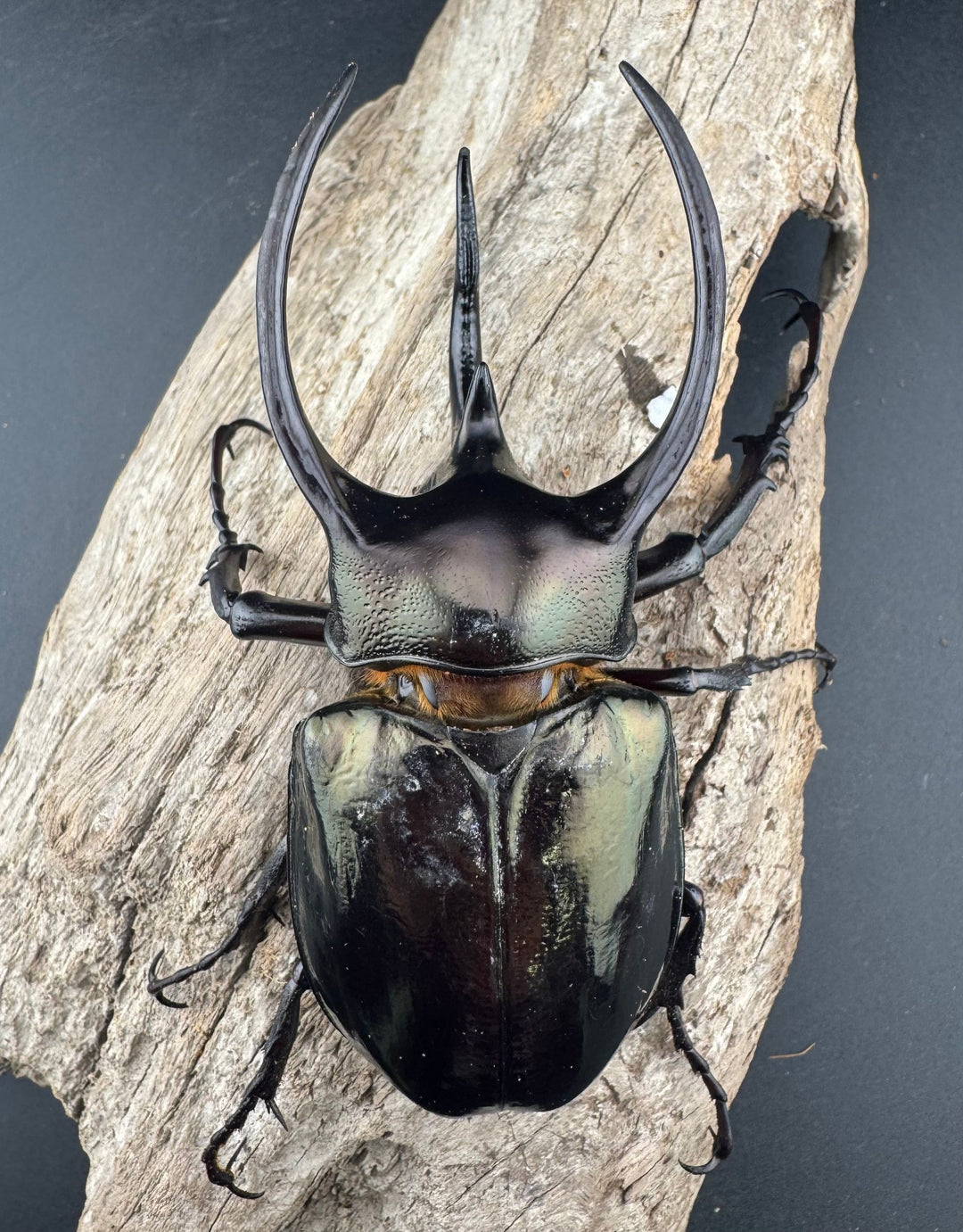 【WD】《ミンダナオアトラスオオカブト マラグサン産 93mm ペア》