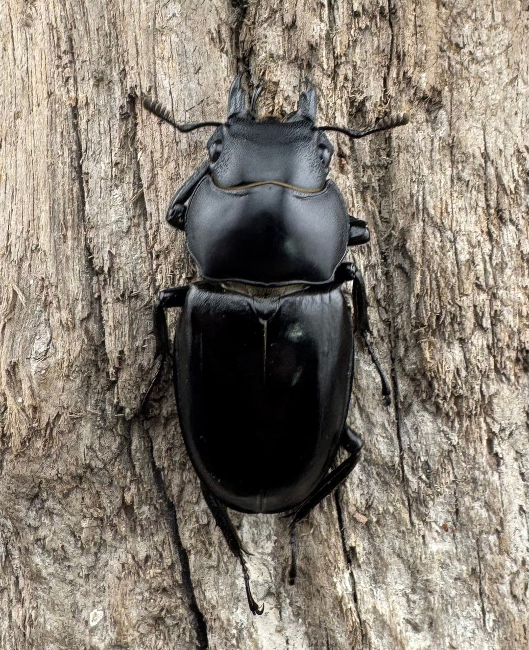 《ボーリンフタマタ亜種バミノルム 64.5mm ペア》