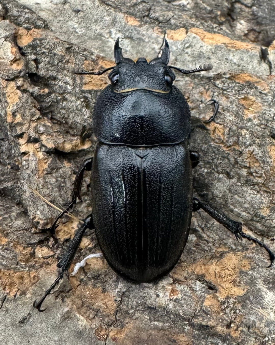 【WF1】《アマミノコギリクワガタ 赤タイプ 60mm ペア》