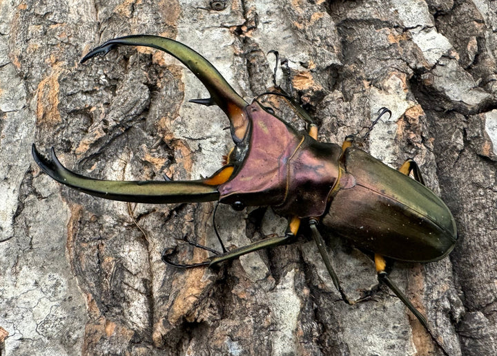 【WD】《エラフスホソアカクワガタ 88.5mm ペア》