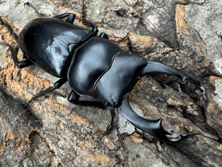 【WD】《セメノウコクワ 会東産 47mm ペア》