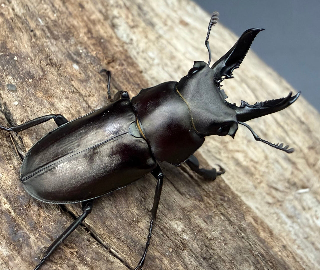 【WD】2025新種オニクワガタ《Prismognathus zhihongi 32.5mm A'品ペア》