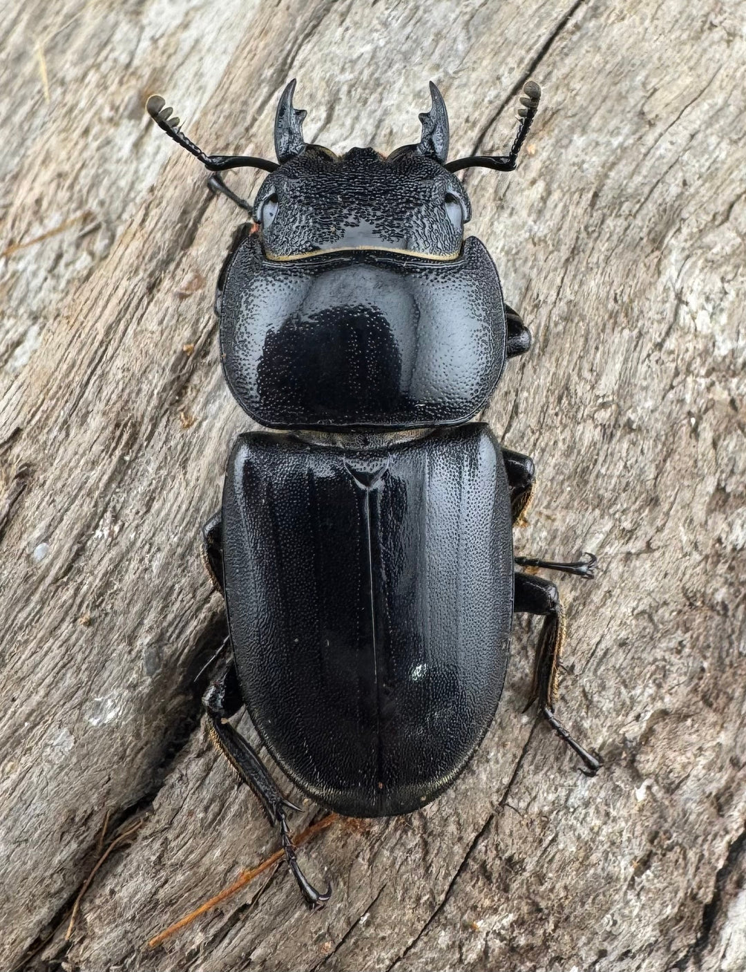 【WD】《ミンダナオヒラタ マラグサン産 81.5mm ペア》