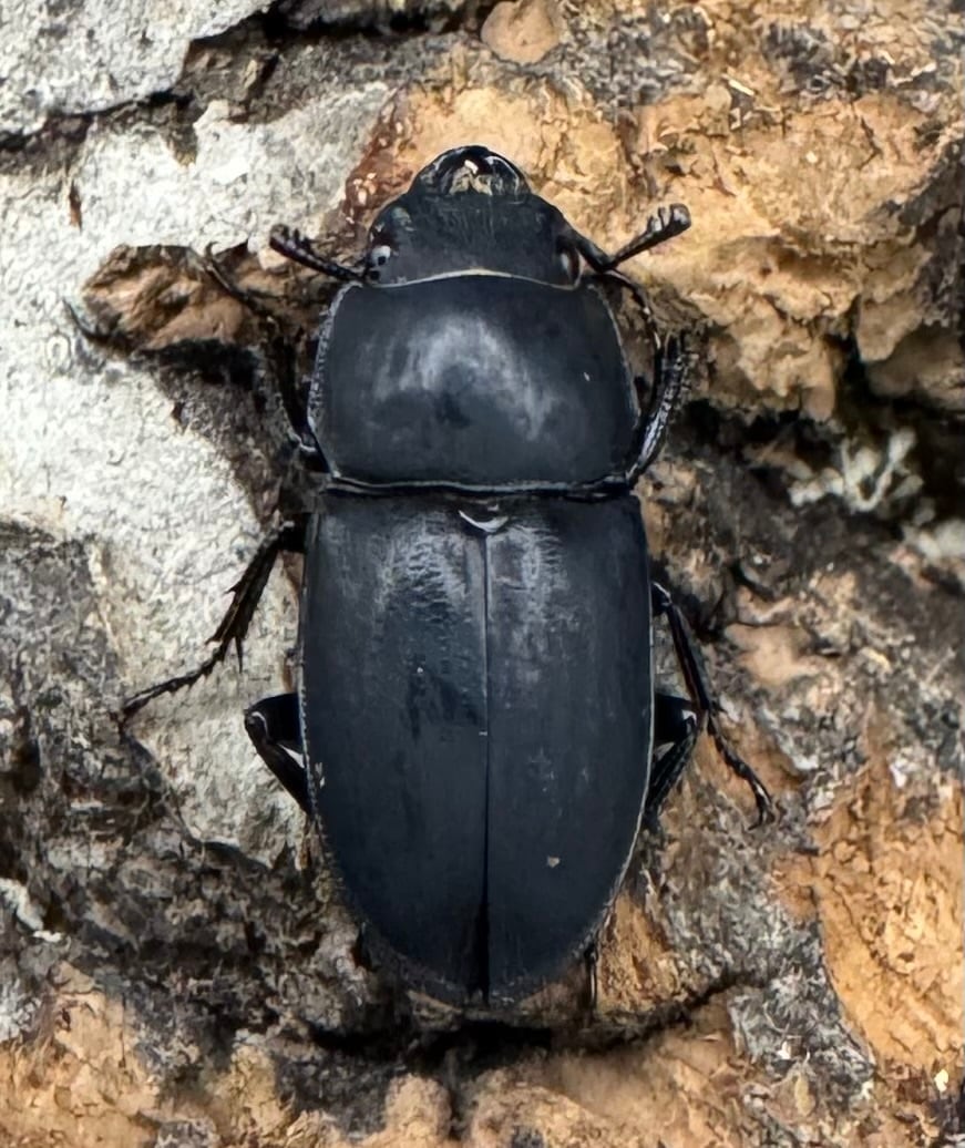 【WF2】《メタドルクス ロトゥンダトゥス ペア＋♂1頭おまけ》