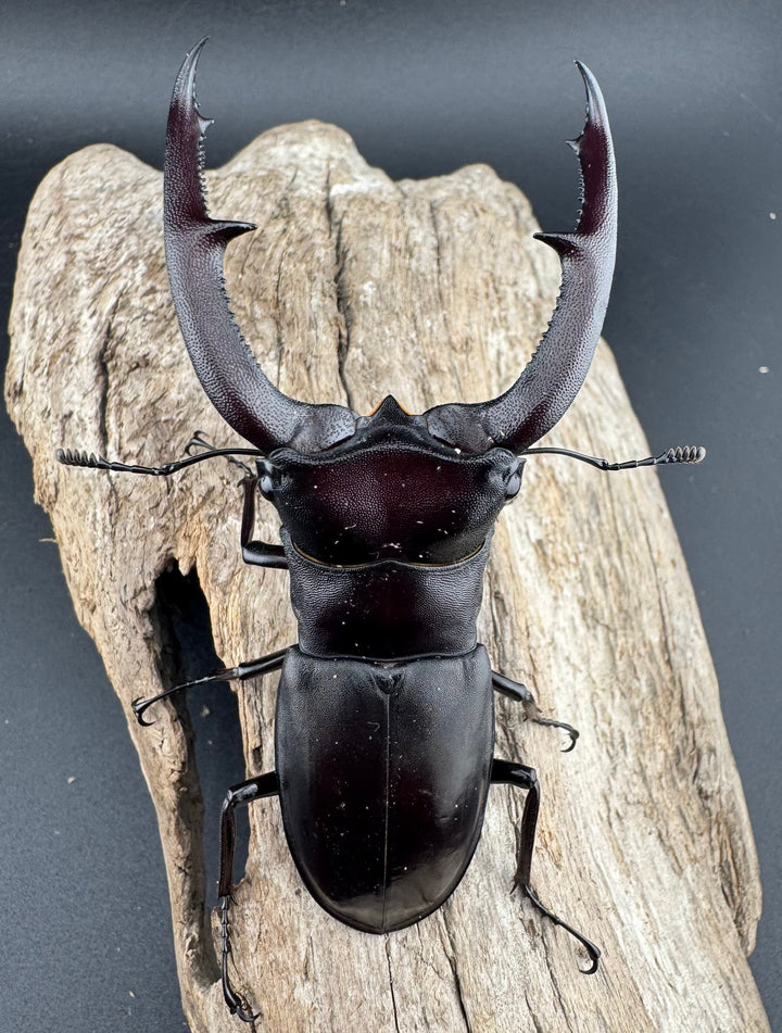 【WD】《マンディブラリスフタマタ 89.5mm ペア》