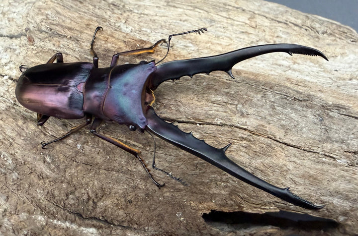 《メタリフェルホソアカ亜種フィナエ パープル系 81mm ペア》