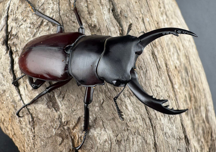 【WD】《アローコクワ原名亜種 臨滄市産 48mm ペア》