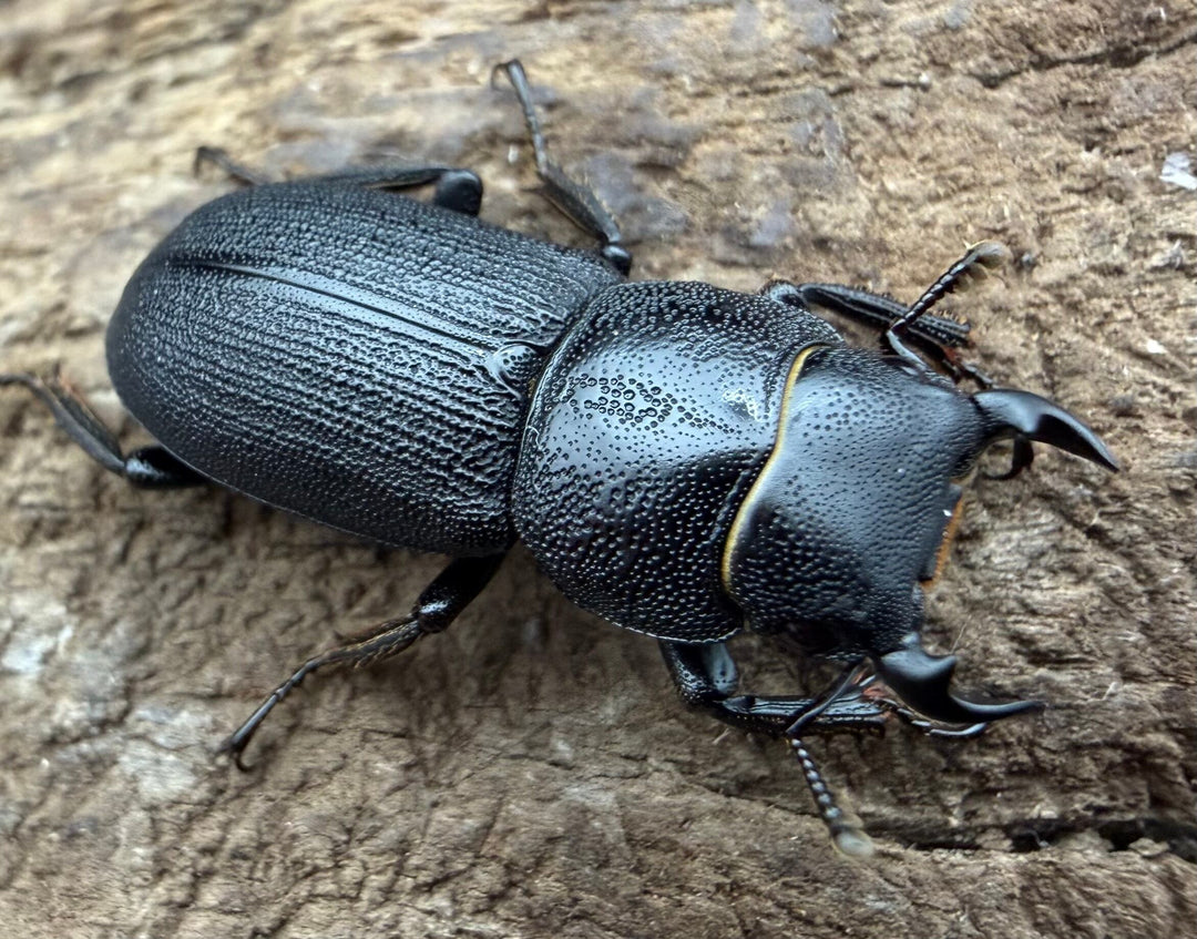 【WD】《ドルクス zhouchaoi（メンシウス ssp.） 21mm ペア》